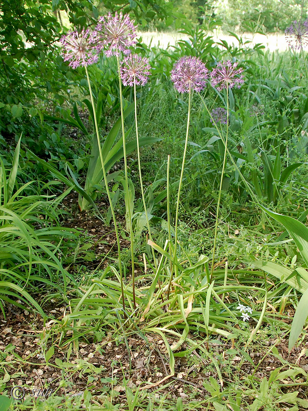 Изображение особи Allium rosenorum.