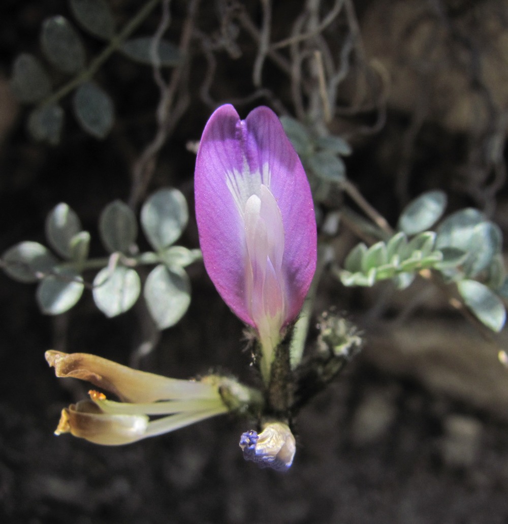 Изображение особи Astragalus fissuralis.