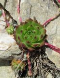 Sempervivum caucasicum. Вегетирующее растение. Дагестан, Левашинский р-н, окр. с. Цудахар, каменистая осыпь. 10 июня 2019 г.