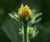 Rudbeckia hirta