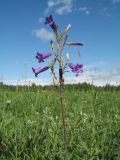 Campanula sibirica. Верхушка цветущего растения. Казахстан, Южный Алтай, подножье хр. Сарымсакты, разнотравный луг на правобережной стороне р. Буркит в окр. с. Топкайын. 23 июня 2019 г.