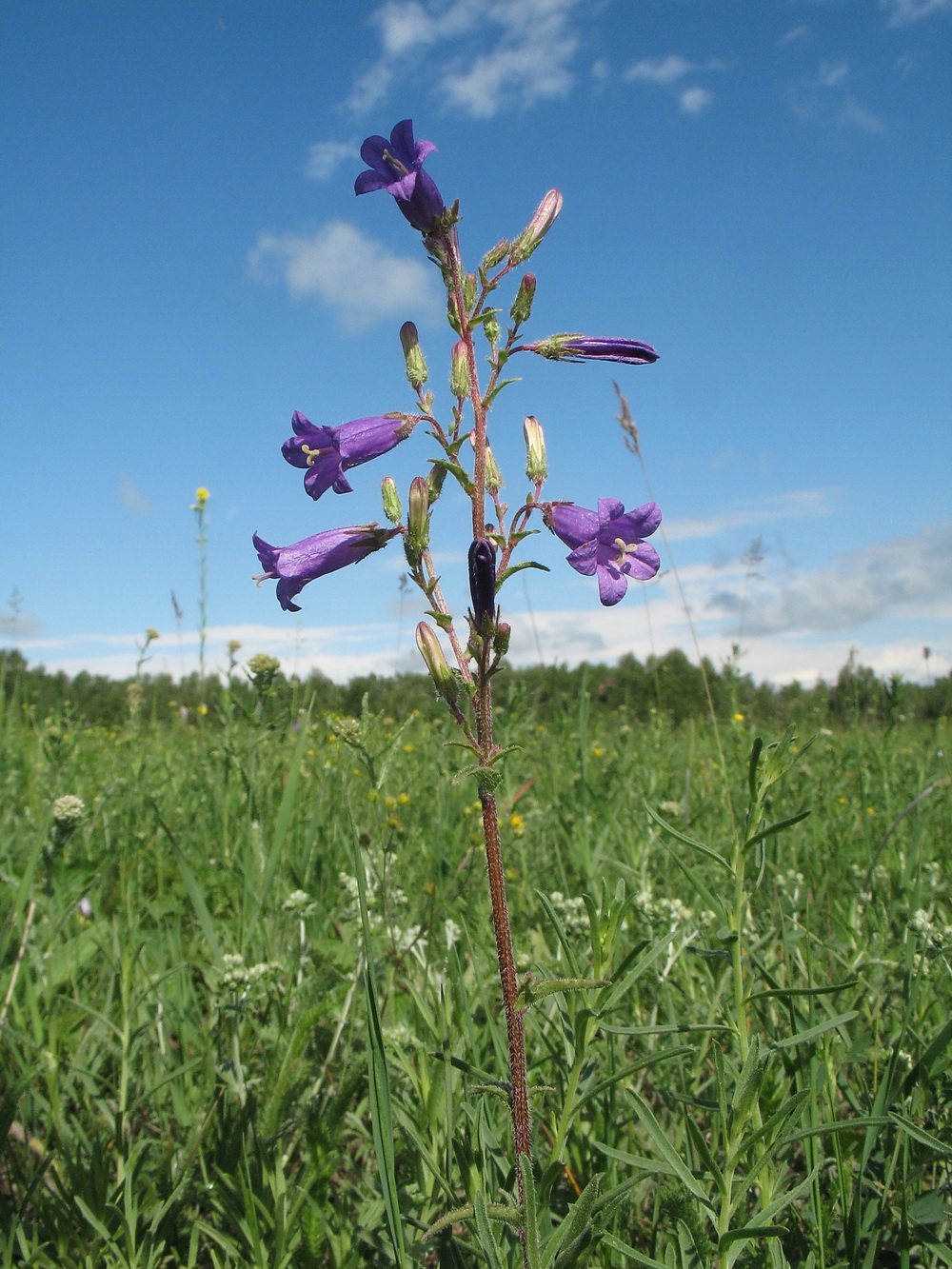 Image of Campanula sibirica specimen.