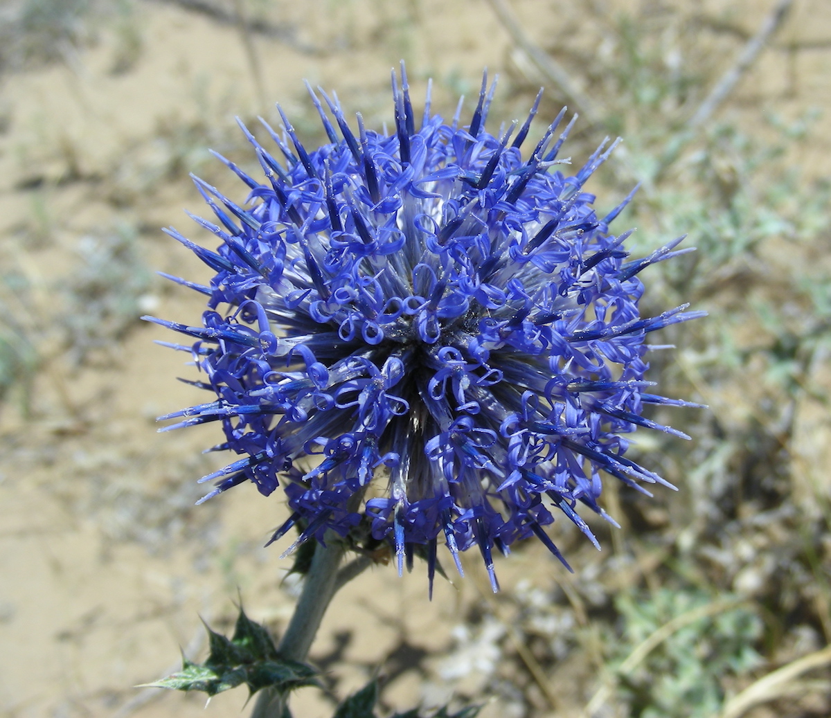 Изображение особи Echinops albicaulis.