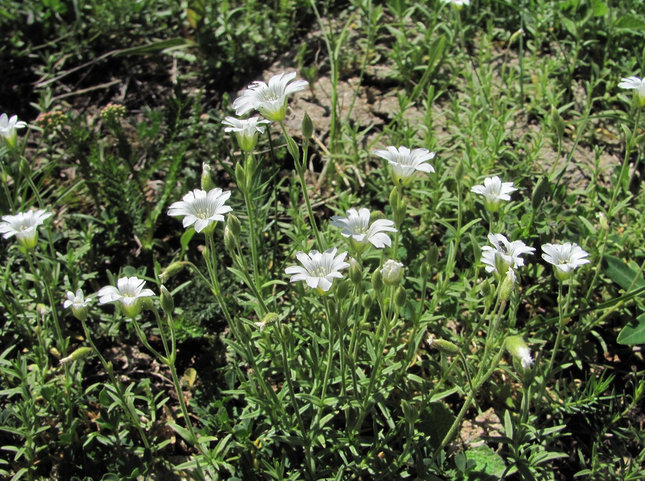 Image of Cerastium arvense specimen.