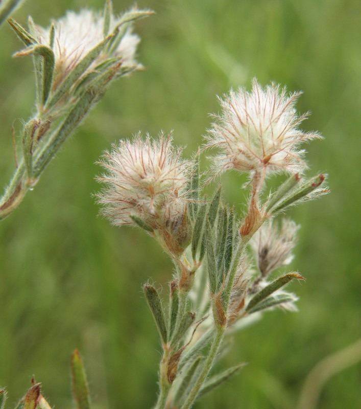 Image of Trifolium arvense specimen.