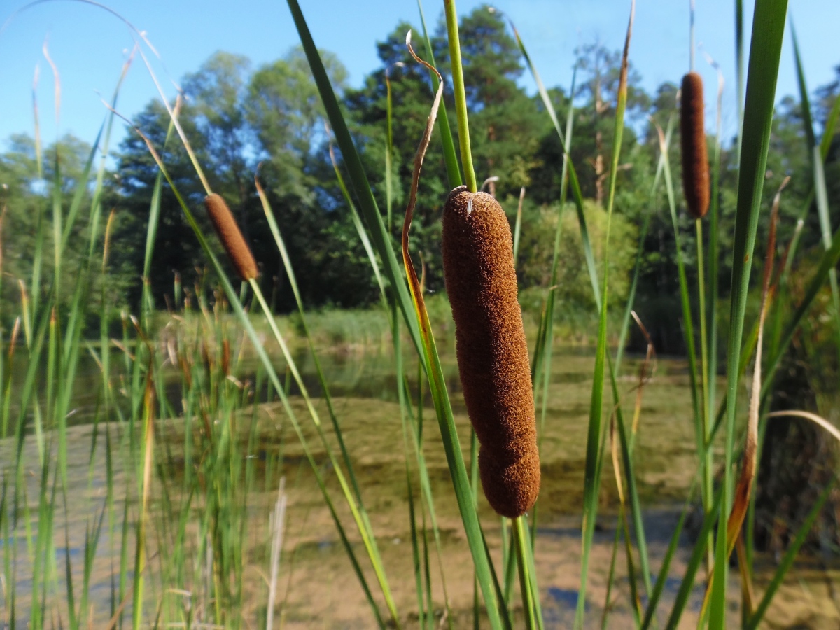 Изображение особи Typha angustifolia.