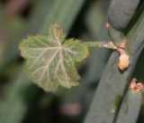 Pelargonium tetragonum