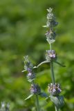 Stachys germanica. Верхушка цветущего растения. Краснодарский край, Туапсинский р-н, окр. г. Туапсе, Кавказ, Большой Кавказ, Черноморское побережье Кавказа, междуречье рек Агой и Паук, мыс Кадош, каменистый склон. 31.05.2019.