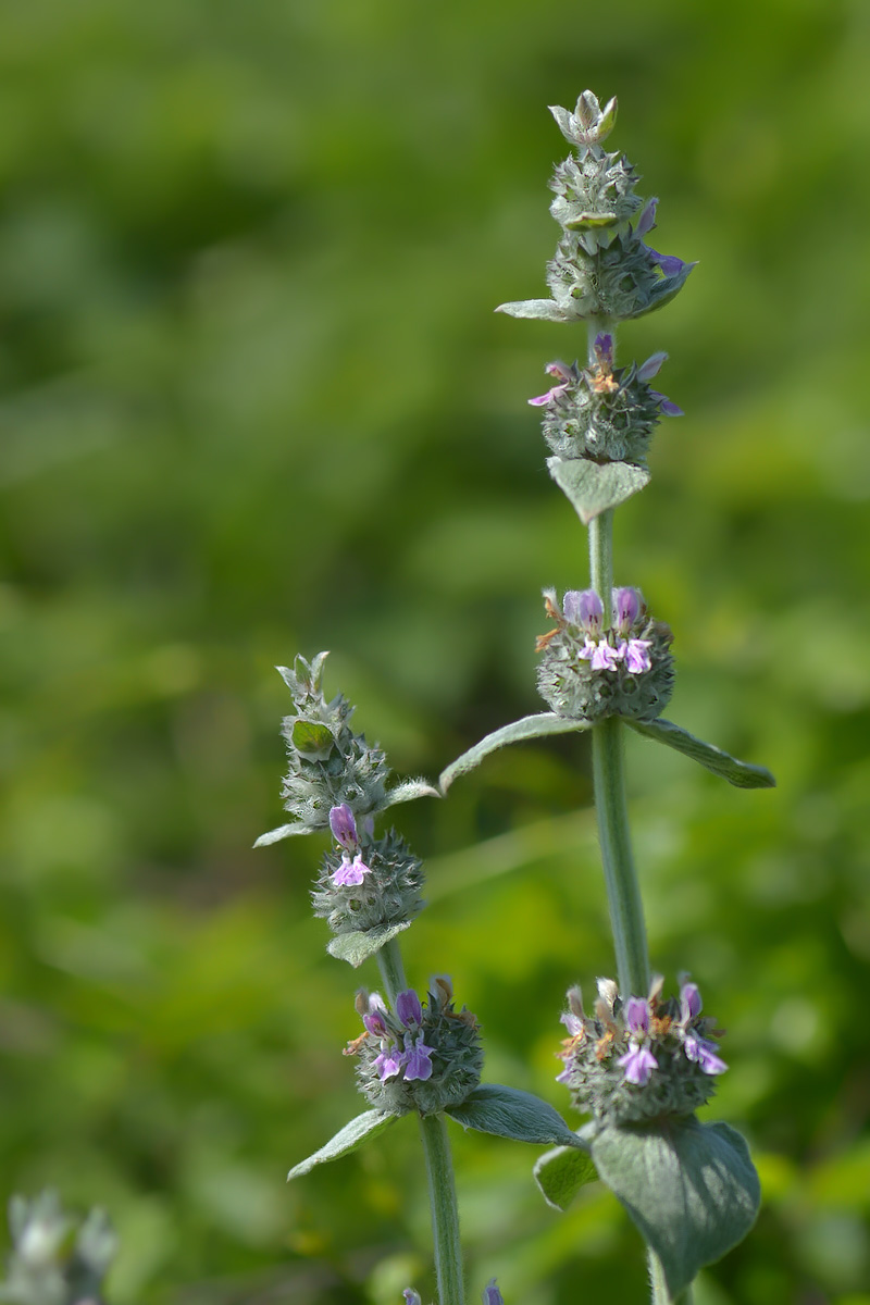 Изображение особи Stachys germanica.