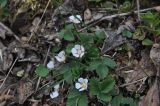 Potentilla micrantha