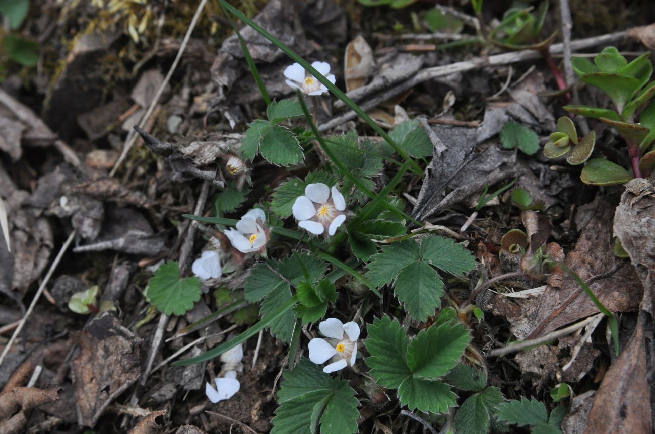 Image of Potentilla micrantha specimen.