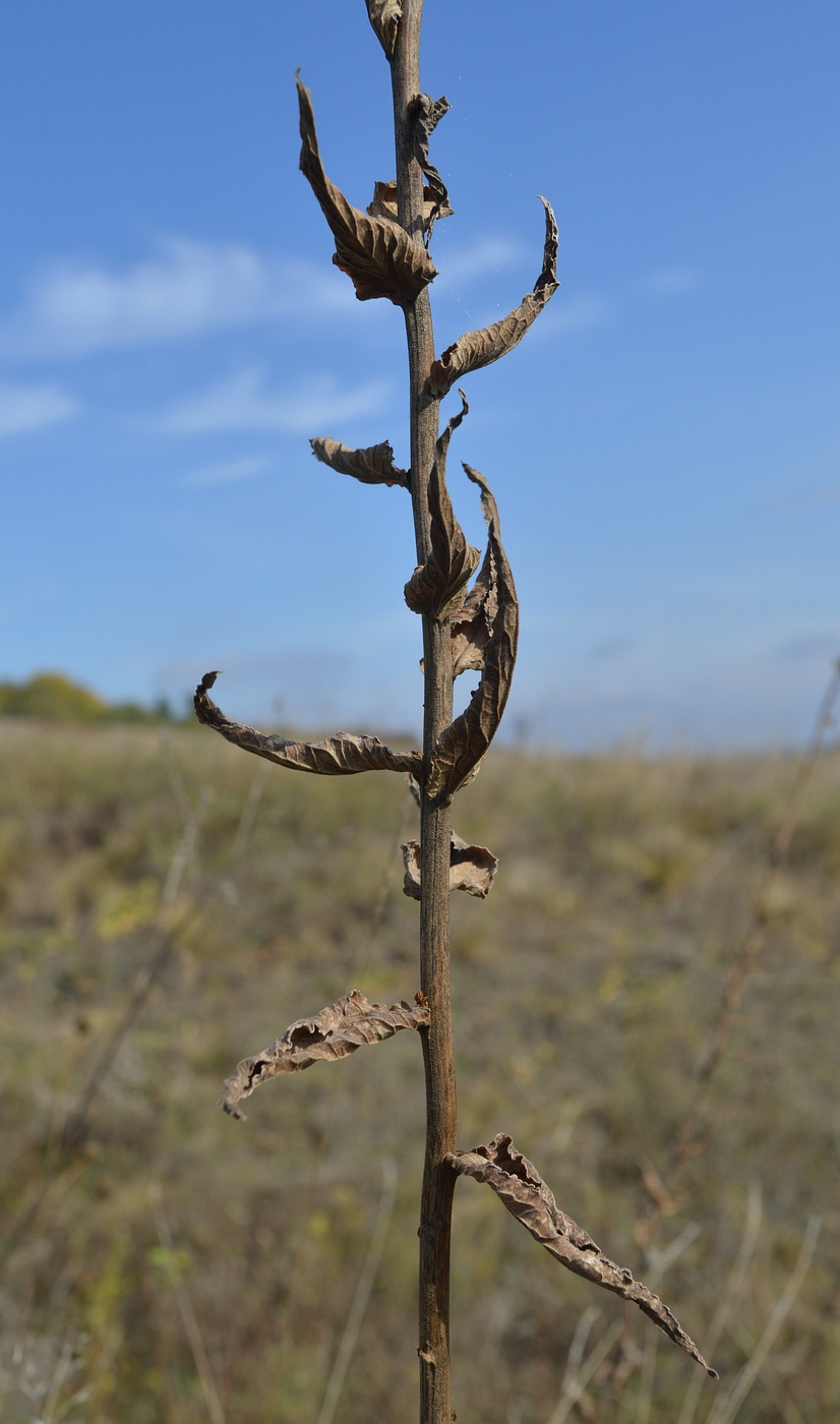 Image of Campanula bononiensis specimen.