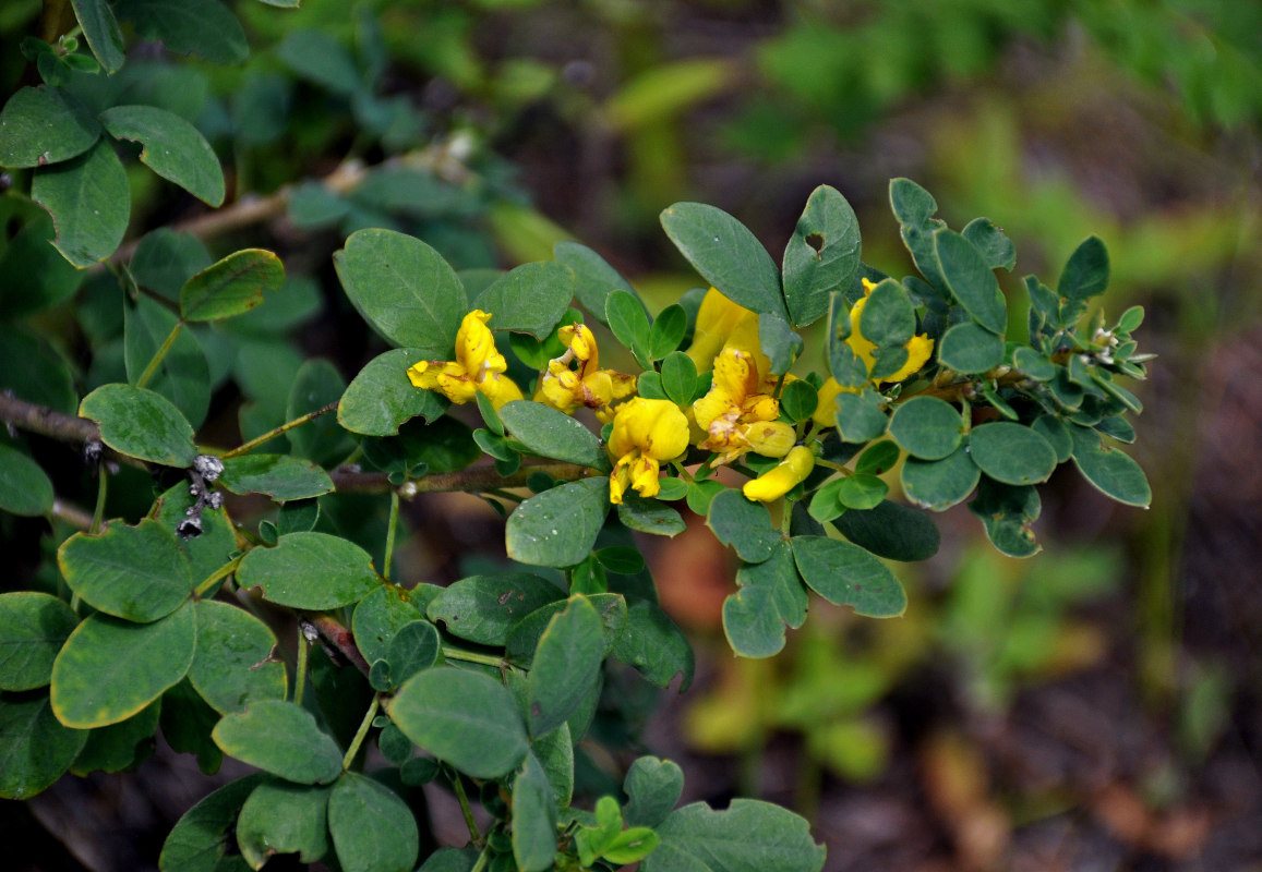 Изображение особи Chamaecytisus ruthenicus.