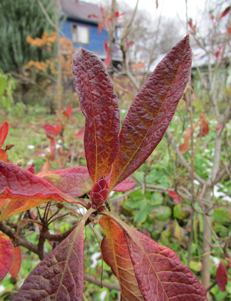 Изображение особи Rhododendron molle ssp. japonicum.