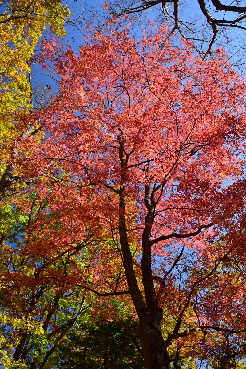Image of Acer mandshuricum specimen.