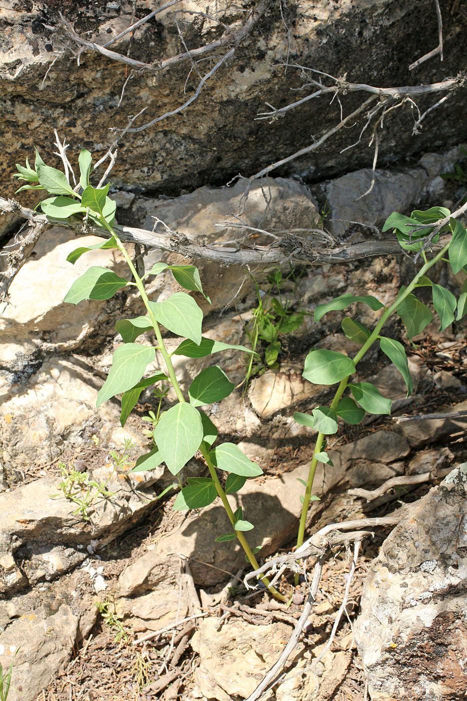 Image of genus Haplophyllum specimen.