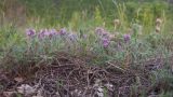 Thymus markhotensis. Цветущее растение. Краснодарский край, м/о г. Геленджик, хр. Маркотх, гора Мухины Поляны, горный луг. 10.05.2015.