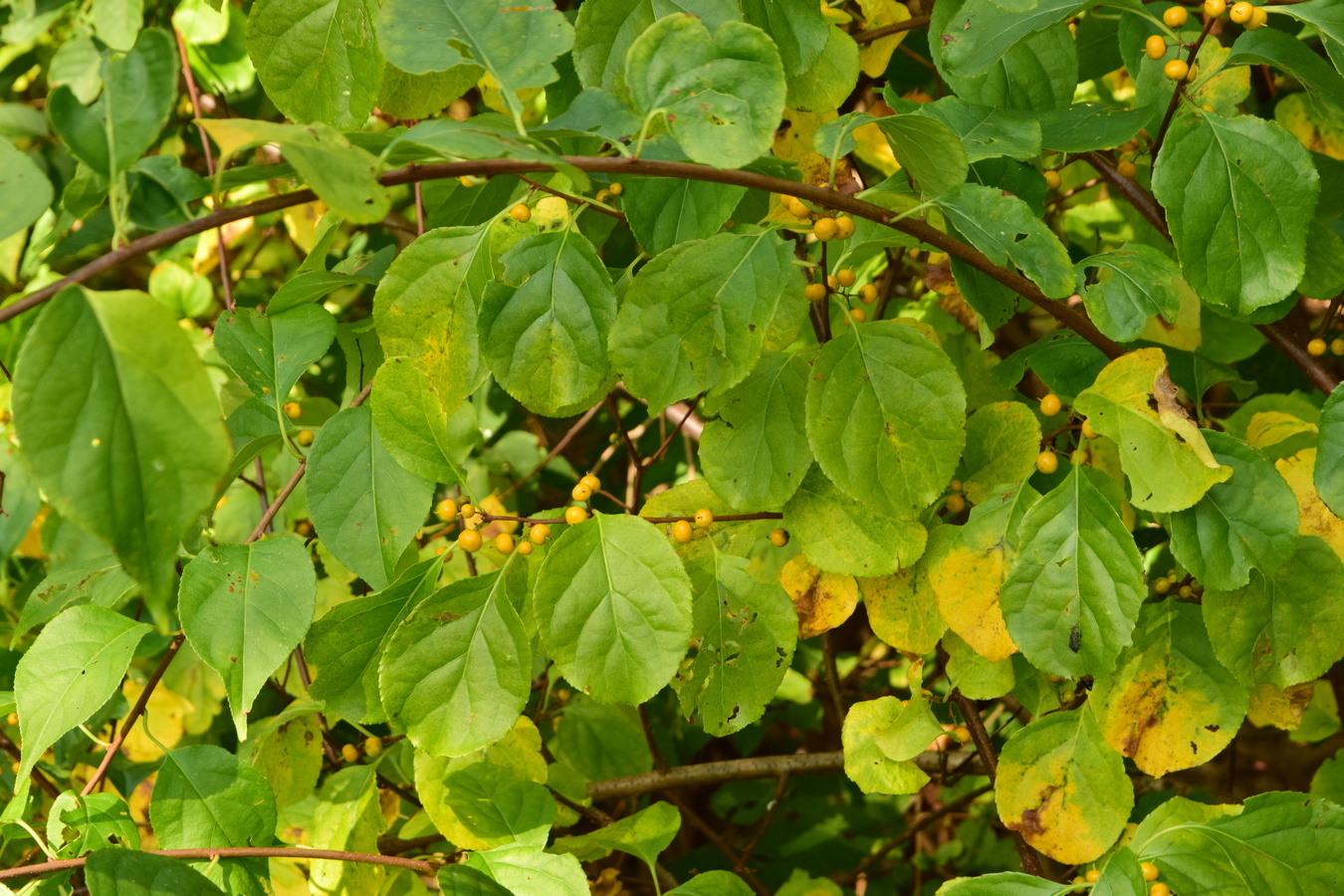 Image of Celastrus orbiculata specimen.