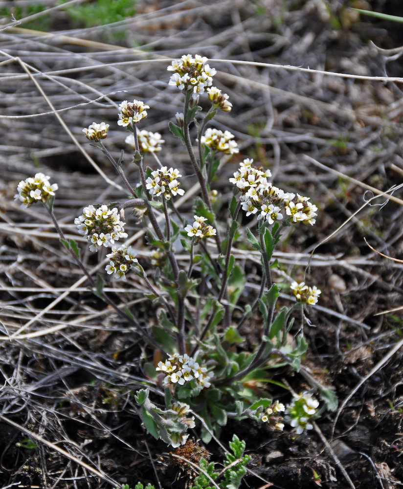 Изображение особи Draba cana.