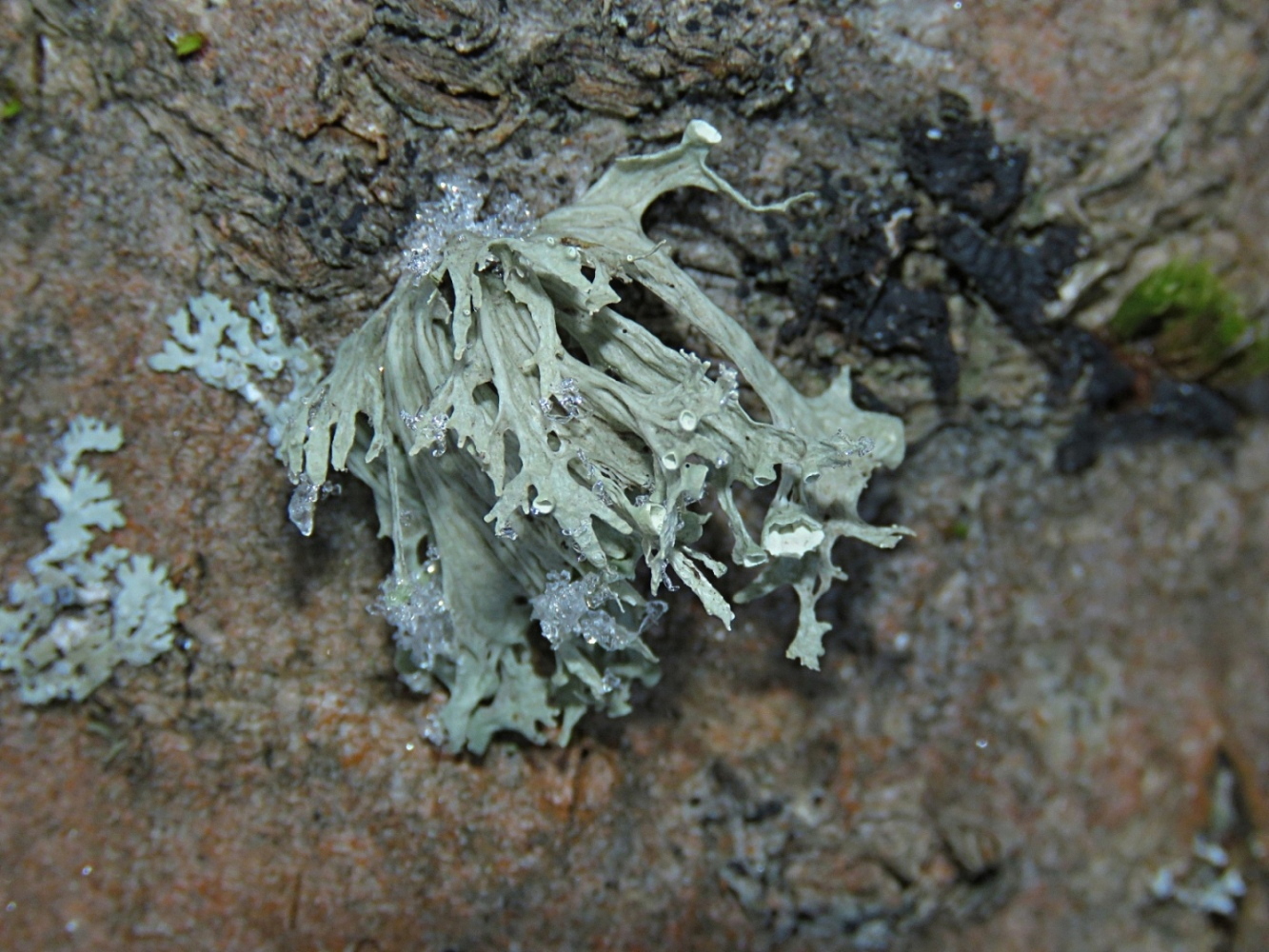 Изображение особи Ramalina sinensis.