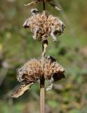 Phlomoides pratensis. Часть стебля с засыхающими соплодиями. Кыргызстан, Иссык-Кульский р-н, Григорьевское ущелье. 13.09.2015.