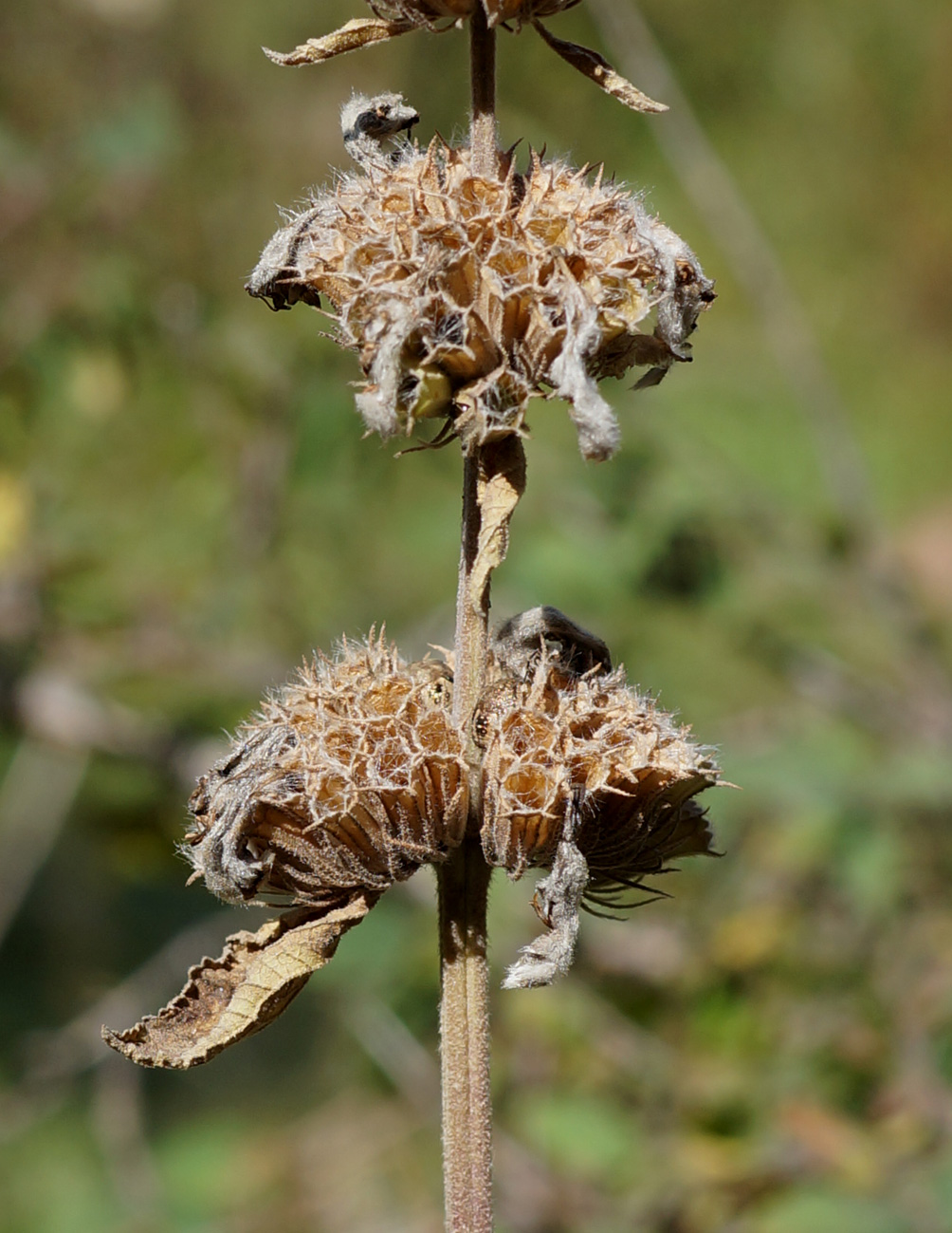 Image of Phlomoides pratensis specimen.