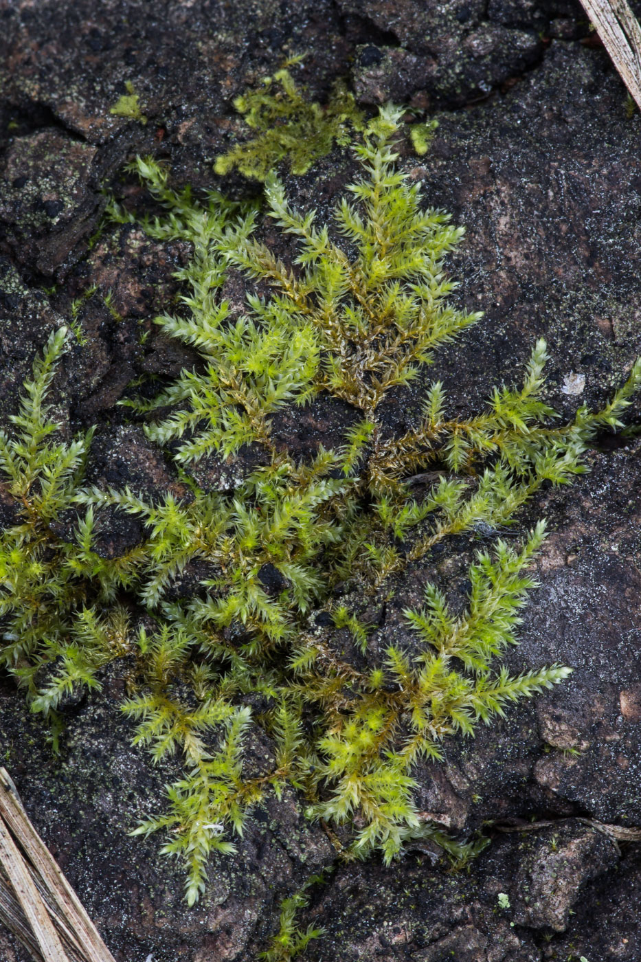 Image of Pylaisia polyantha specimen.