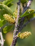 Betula humilis