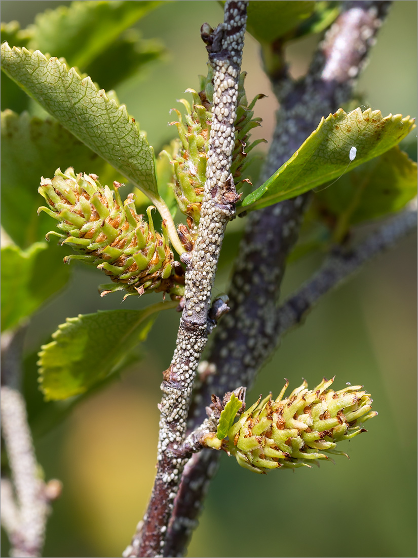 Image of Betula humilis specimen.