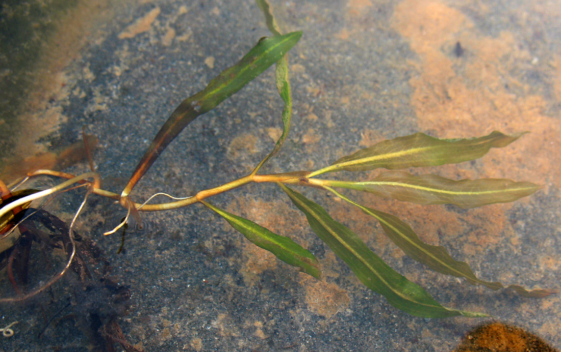 Image of Potamogeton nodosus specimen.