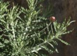 Phagnalon subspecies graecum