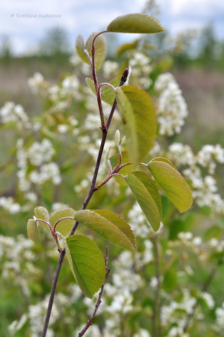 Image of Amelanchier spicata specimen.