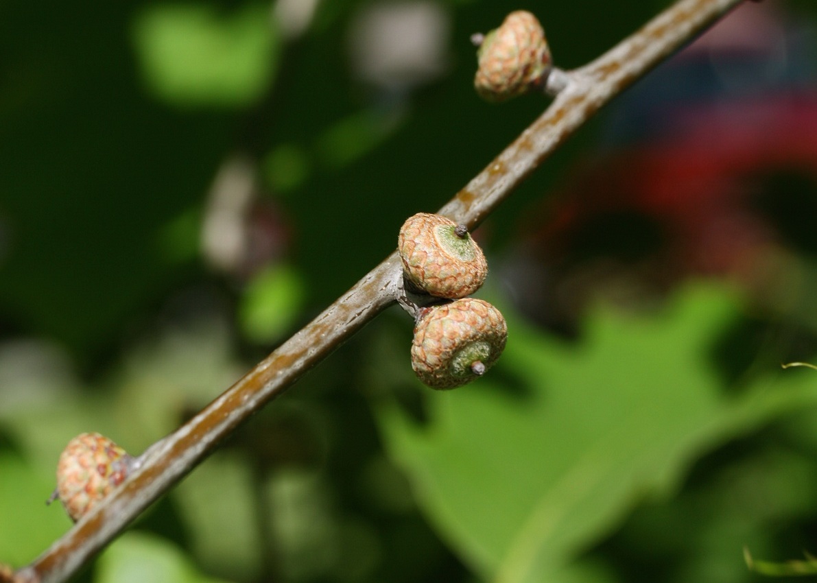 Image of Quercus rubra specimen.