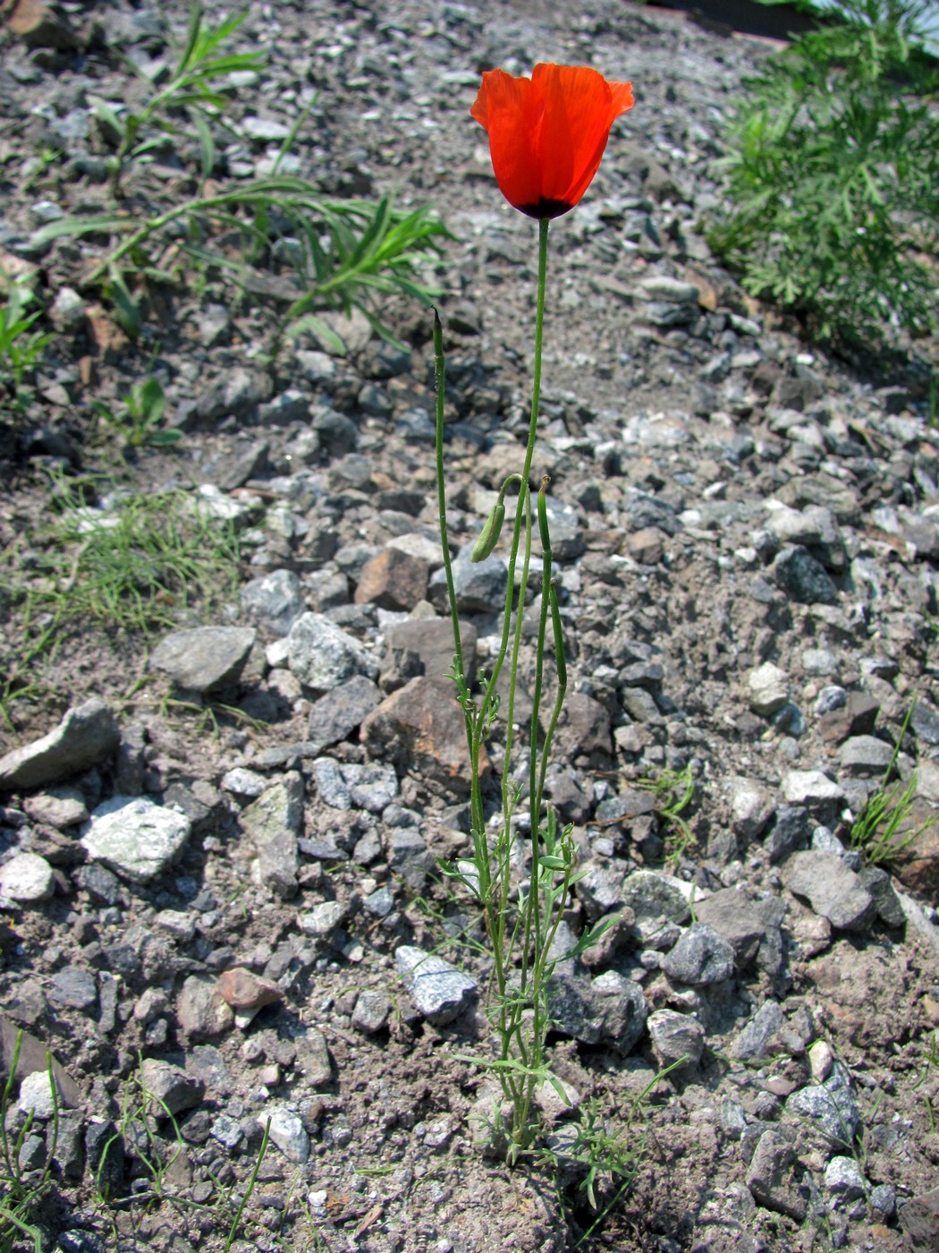 Image of Roemeria refracta specimen.