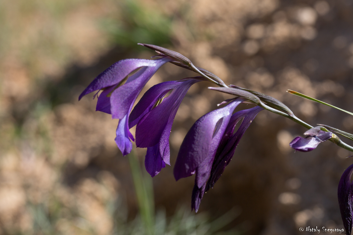 Изображение особи Gladiolus atroviolaceus.