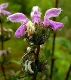 Phlomoides tuberosa