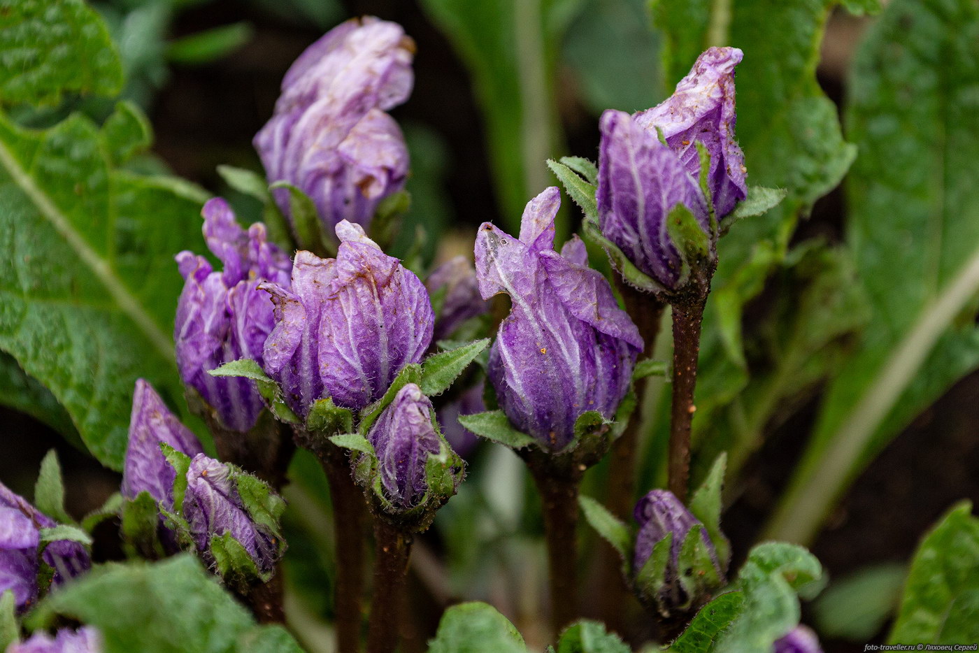 Image of Mandragora autumnalis specimen.