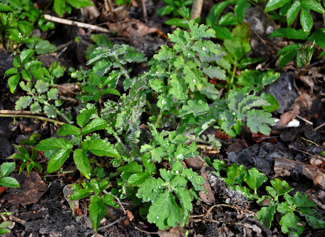 Image of Chelidonium majus specimen.