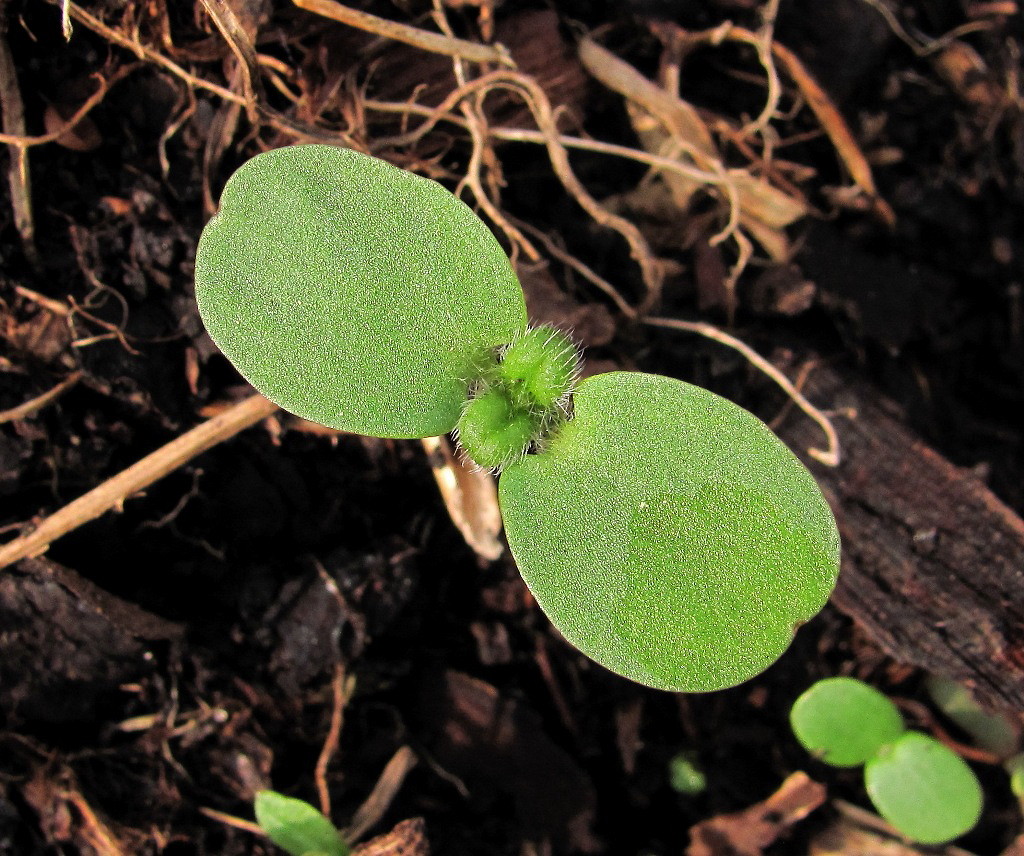 Image of Galeopsis bifida specimen.