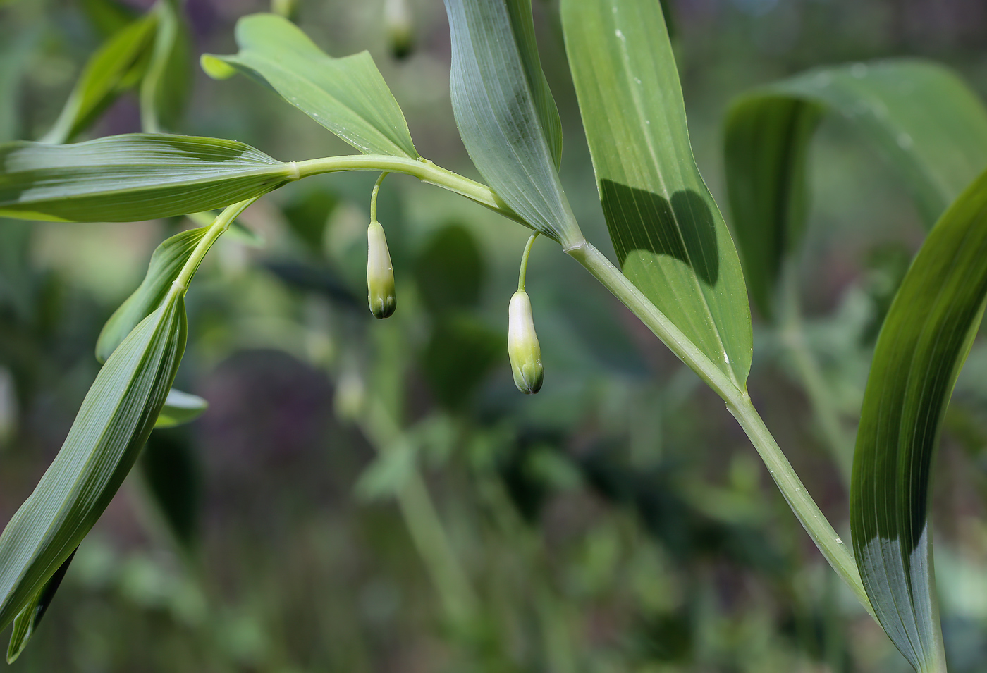 Image of Polygonatum odoratum specimen.