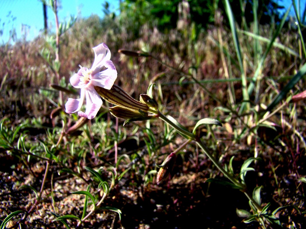 Image of Silene incurvifolia specimen.