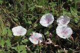 Convolvulus betonicifolius