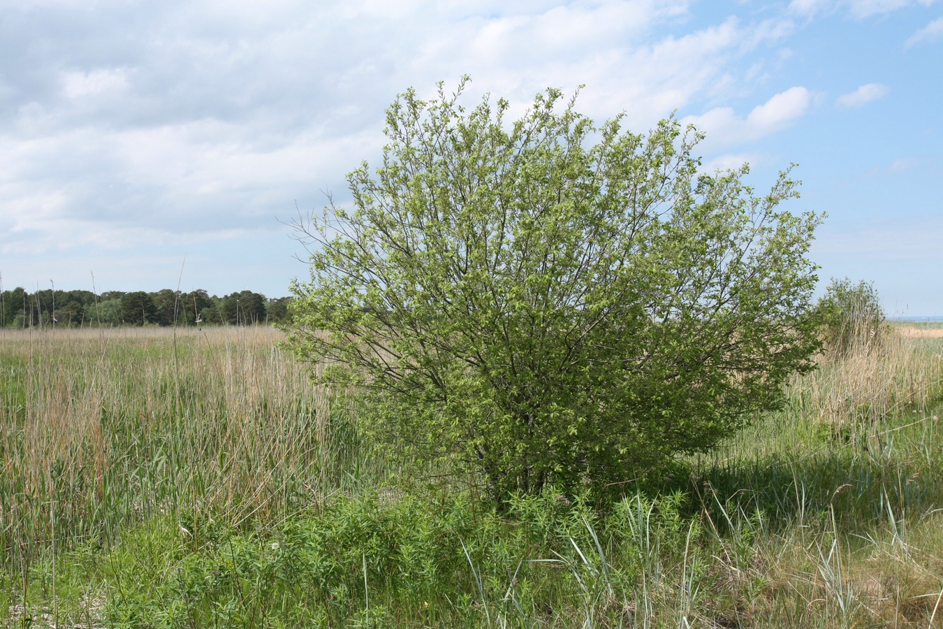 Image of Salix aurita specimen.