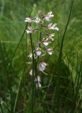 Epipactis palustris