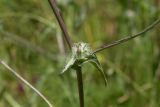Cichorium intybus. Часть стебля с развивающимися соцветием. Израиль, лес Бен-Шемен. 20.04.2019.