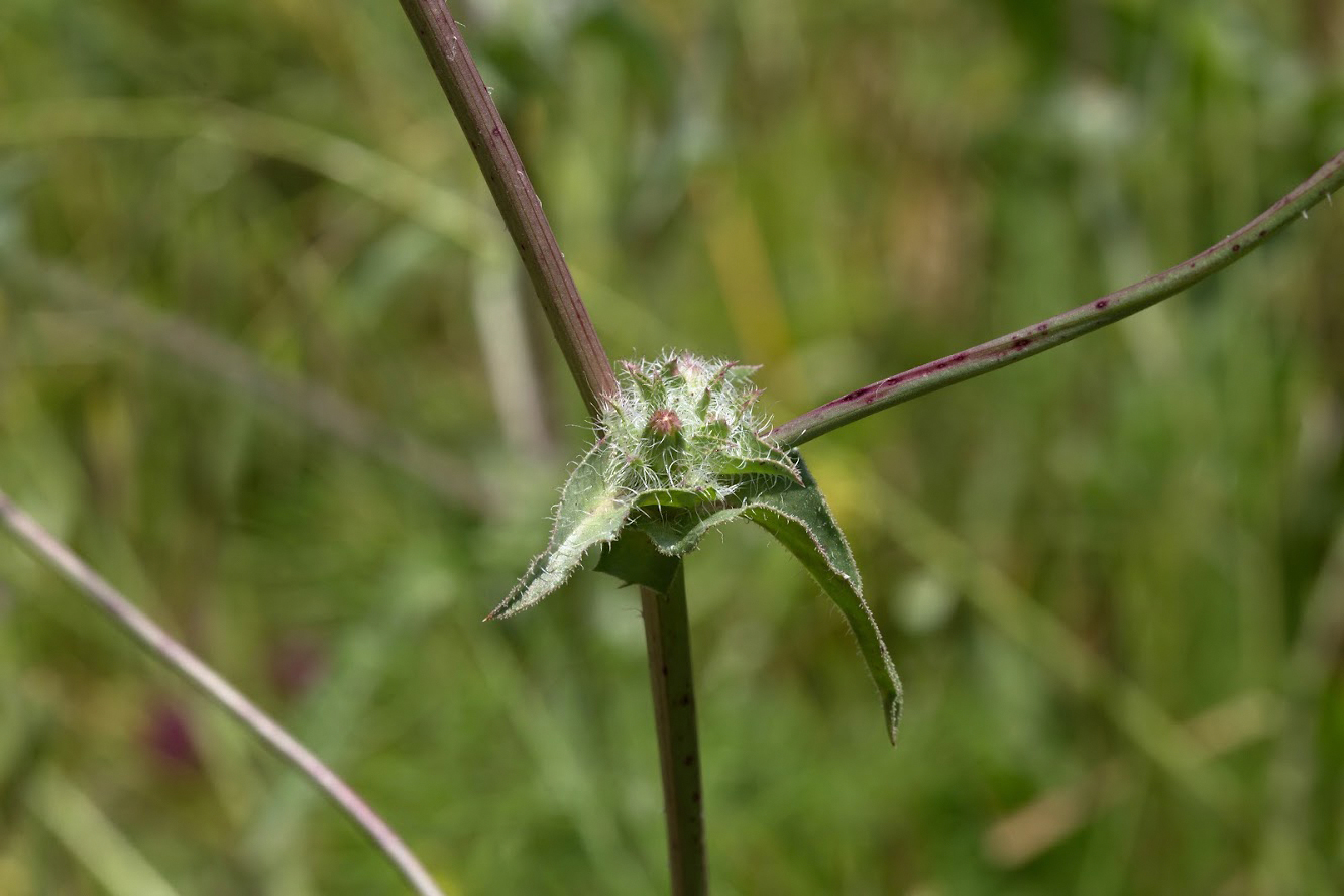 Image of Cichorium intybus specimen.