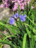 Iris setosa