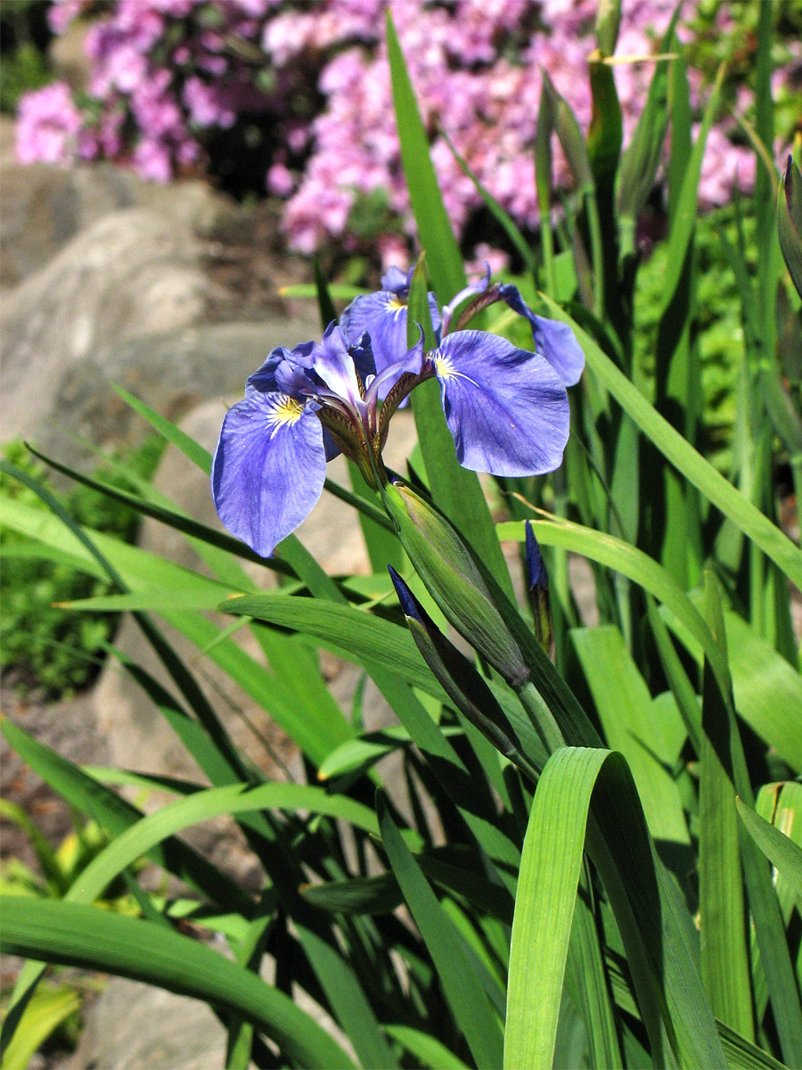 Image of Iris setosa specimen.