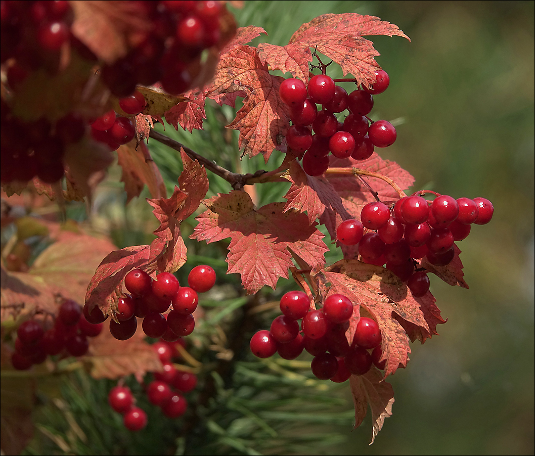 Изображение особи Viburnum opulus.