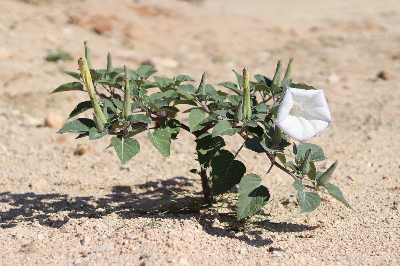 Изображение особи Datura innoxia.